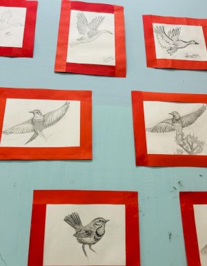 patterns-of-migratory-birds-20252026