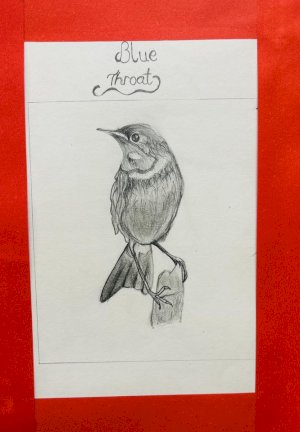 patterns-of-migratory-birds-20252026