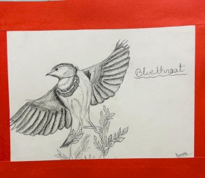 patterns-of-migratory-birds-20252026